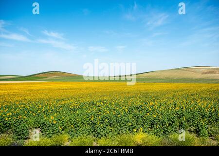 Sonnenblumenfeld in Andalusien Stockfoto