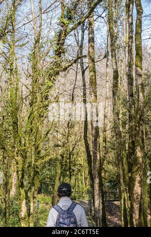 Im Winter ist ein älterer Mann mit Rucksack und in einer Baseballmütze auf einem Wanderweg zwischen Reliktbäumen unterwegs. Im Eibenwald und Buchsbaumhain der Stockfoto