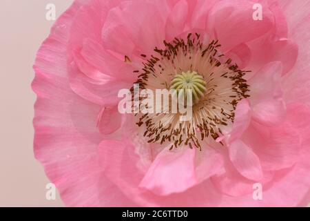 Nahaufnahme eines rosa Mohn. Stockfoto