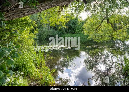 Wunderschöner trübiger Fluss, der durch eine üppige, grüne Gegend schwimmt. Reflexionen von Bäumen Stockfoto