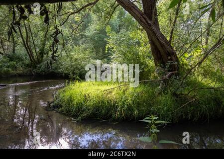 Wunderschöner trübiger Fluss, der durch eine üppige, grüne Gegend schwimmt. Reflexionen von Bäumen. Alles grün. Stockfoto