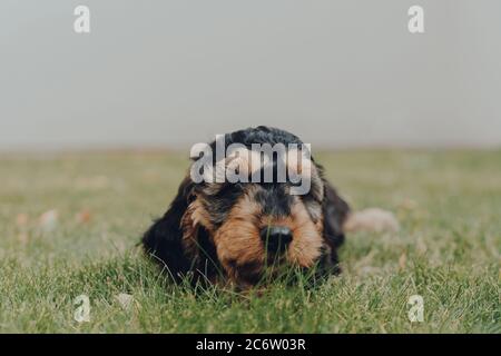 Nahaufnahme Porträt eines zwei Monate alten Cockapoo Welpen liegen und entspannen auf einem Gras im Garten, Blick auf die Kamera, selektive Fokus. Stockfoto