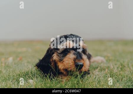 Nahaufnahme Porträt eines zwei Monate alten Cockapoo Welpen liegen und entspannen auf einem Gras im Garten, Blick auf die Kamera, selektive Fokus. Stockfoto