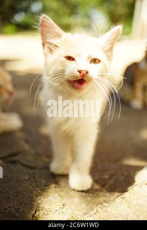 Miowing beige flauschiges Kätzchen Portrait im Sommergarten, lustiger dom Stockfoto
