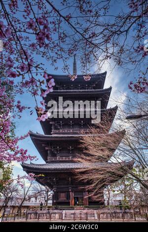 Die Pagode von kyoto ist einer der ältesten Tempel, der von Blumen umgeben ist Stockfoto