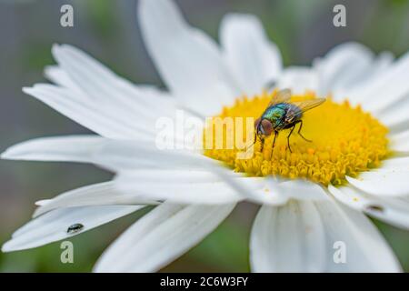 Ein Makro Nahaufnahme Kopf auf der Ansicht einer Blauen Flasche fliegen Fütterung auf Nektar auf einer Gänseblümchen Blume zeigt seine zusammengesetzten Augen. Stockfoto