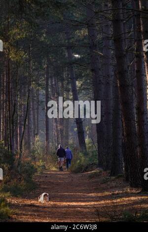 Nebliger Frühlingsmorgen bei Heath Warren Hampshire Stockfoto