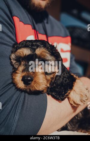 Nahaufnahme Porträt eines niedlichen zwei Monate alten Cockapoo Welpen entspannen in der Besitzer Schoß an einem sonnigen Tag, selektive Fokus. Stockfoto