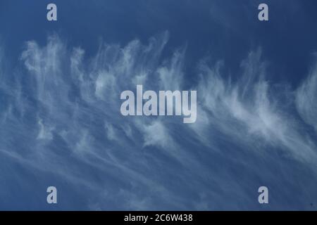 Zirren in den tiefblauen Himmel Stockfoto