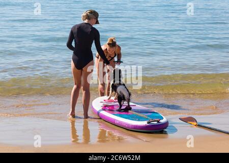 Hundeausbildung Cavalier King Charles Spaniel Hund, King Charles Cavalier Spaniel Hund, lernt Paddelbrett in Poole, Dorset UK an warmen sonnigen Tag im Juli Stockfoto