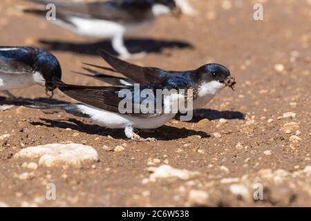 Gemeinsames Haus Martin (Delichon urbicum meridionale), Erwachsene sammeln Schlamm für das Nest, Abruzzen, Italien Stockfoto