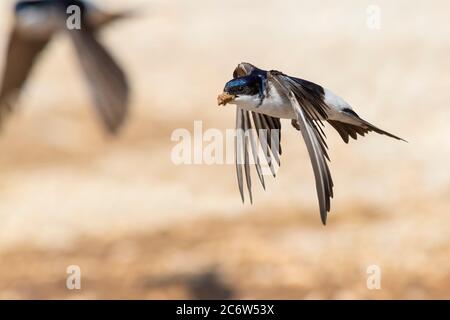 Gemeinsames Haus Martin (Delichon urbicum meridionale), Erwachsener im Flug mit Schlamm für das Nest, Abruzzen, Italien Stockfoto