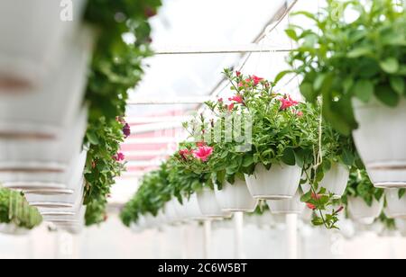 Blühende Petunien. Topfblumen unter der Decke im Inneren Stockfoto