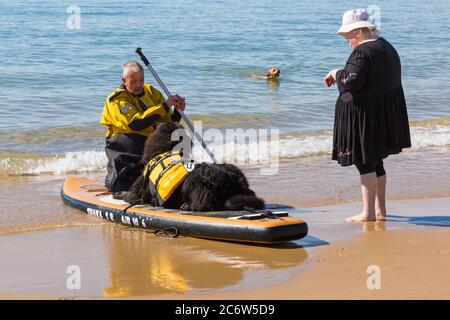 Hundeausbildung - Neufundland Hundeunterricht zum Paddeln in Poole, Dorset UK an warmen sonnigen Tag im Juli Stockfoto