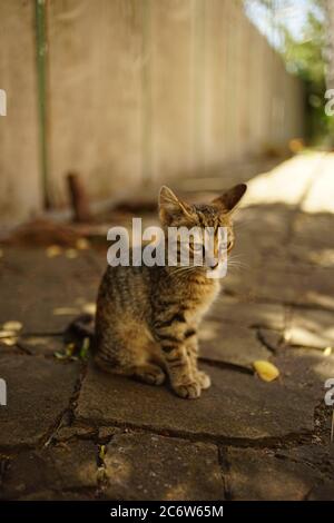 Niedliches tabby Kätzchen sitzt in einem sonnigen Sommerhof Stockfoto