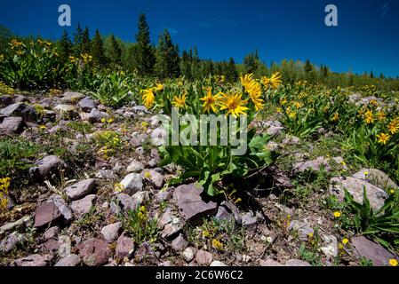 Wilde Blumen in den hohen Bergen von Utah, USA. Diese Blüten blühen in Höhen über 9000' in den Sommermonaten Juli und August. Stockfoto