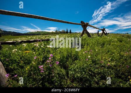 Wilde Blumen in den hohen Bergen von Utah, USA. Diese Blüten blühen in Höhen über 9000' in den Sommermonaten Juli und August. Stockfoto