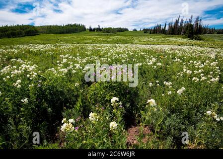 Wilde Blumen in den hohen Bergen von Utah, USA. Diese Blüten blühen in Höhen über 9000' in den Sommermonaten Juli und August. Stockfoto