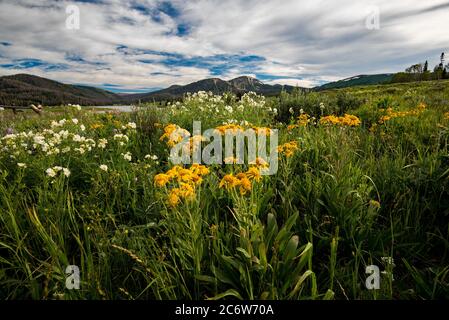 Wilde Blumen in den hohen Bergen von Utah, USA. Diese Blüten blühen in Höhen über 9000' in den Sommermonaten Juli und August. Stockfoto