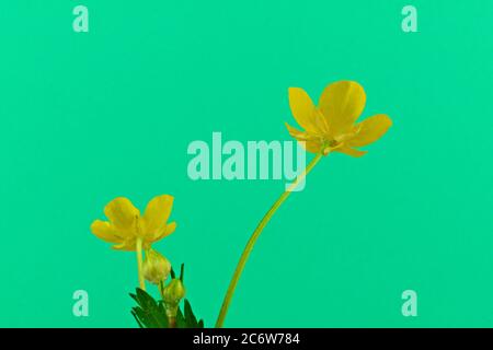 Nahaufnahme einer Wildblumenwiese Buttercup, wissenschaftlicher Name Ranunculus acris, isoliert auf einem blaugrünen Hintergrund Stockfoto