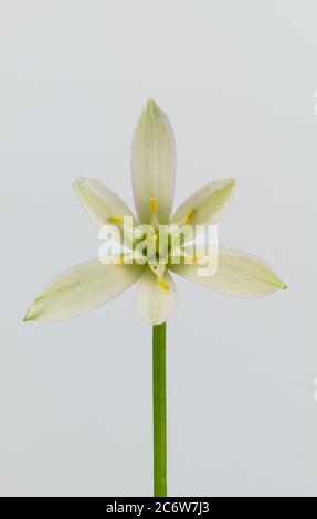 Isolierte geometrische Blume Stern-von-Bethlehem, Graslilie, Mittagsschlaf, Eleven-Uhr Lady, wissenschaftlicher Name Ornithogalum umbellatum Stockfoto