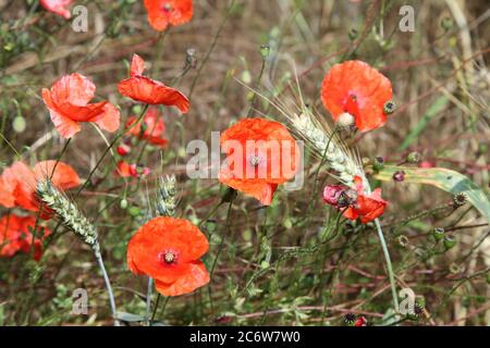 Maismohn (Papaver rhoeas) wächst natürlich an der Seite des Feldes. AKA Corn Mohnblumen, Red Flanders Mohnblumen. Stockfoto