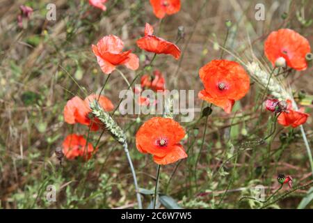 Maismohn (Papaver rhoeas) wächst natürlich an der Seite des Feldes. AKA Corn Mohnblumen, Red Flanders Mohnblumen. Stockfoto