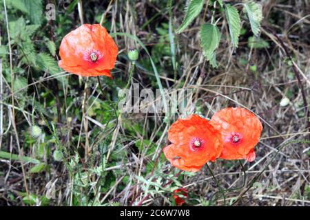 Maismohn (Papaver rhoeas) wächst natürlich an der Seite des Feldes. AKA Corn Mohnblumen, Red Flanders Mohnblumen. Stockfoto