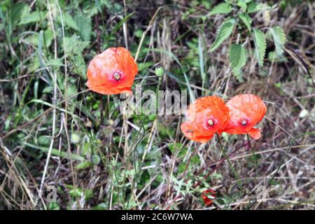 Maismohn (Papaver rhoeas) wächst natürlich an der Seite des Feldes. AKA Corn Mohnblumen, Red Flanders Mohnblumen. Stockfoto