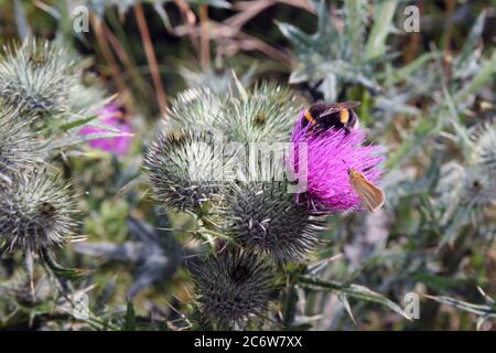Eine Hummel und ein Schmetterling teilen sich einen Blütenstrümmerkopf, Wiesenblumen/Unkraut, Frühjahr 2020 Stockfoto