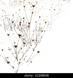 Blumen blicken durch eine Schneedecke in einer Winterlandschaft bei Sonnenaufgang Stockfoto