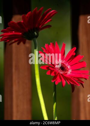 Große rote Blumen. Gerbera Gänseblümchen in voller Blüte. Stockfoto