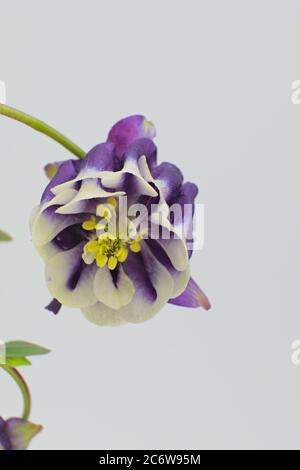 Frühlingsblume bekannt als Europäische Kolumbine, gemeinsame Kolumbine, Oma Nachthimmel, isoliert auf einem weißen Hintergrund, Aquilegia vulgaris Stockfoto