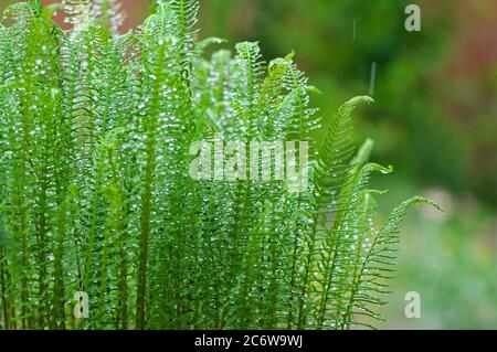 Rotwild (Blechnum spicant) wedeln im Regen. Stockfoto