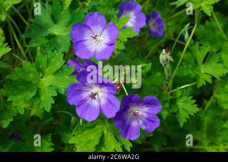 Hardy Purple Cranesbill Geranium Stockfoto