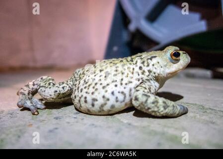 Brighton UK, 11. Juli 2020: Ein Frosch in einem Brighton Garten bei Nacht. Stockfoto