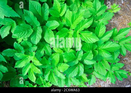 Eine Gruppe von Goutweed-Blättern (Aegopodium podagraria) Stockfoto