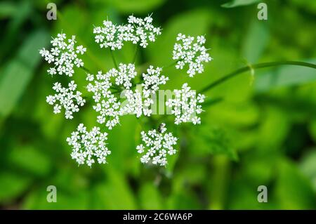 Blick auf einen Goutweed-Blütenkopf (Aegopodium podagraria) Stockfoto