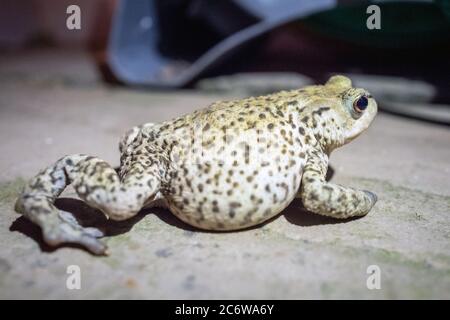 Brighton UK, 11. Juli 2020: Ein Frosch in einem Brighton Garten bei Nacht. Stockfoto