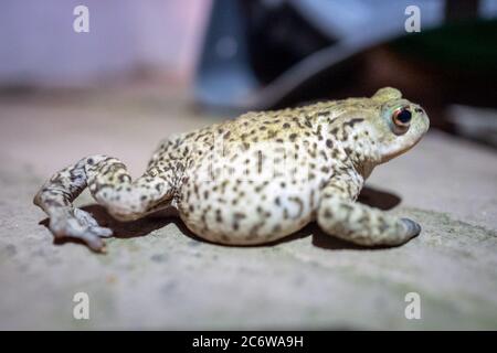 Brighton UK, 11. Juli 2020: Ein Frosch in einem Brighton Garten bei Nacht. Stockfoto