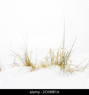 Winterlandschaft mit kargem Gras aus frischem Schnee in einer ruhigen, weißen Umgebung Stockfoto