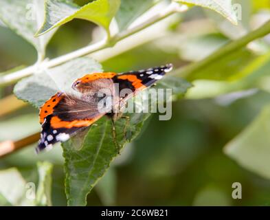 Red Admiral Butterfly, vanessa atlanta in einem britischen Garten gelegen Stockfoto