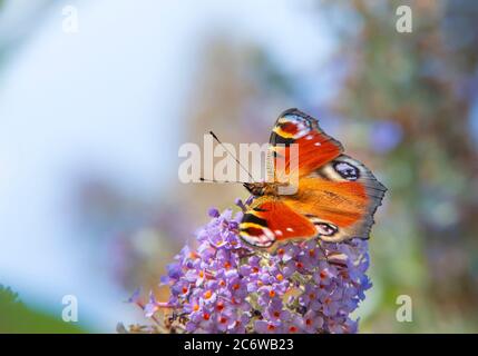 Pfau-Schmetterling, Europäischer Schmetterling, auf einem Buddleja-Busch in einem britischen Garten, Sommer 2021 Stockfoto