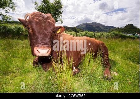 Loch Achray, Loch Lomond und Trossachs National Park, Schottland, Großbritannien. Juli 2020. Im Bild: Ein massiver Bulle legt sich im langen grünen Gras nieder und genießt während des lockerten Lockdown den warmen Sommersonnenschein am Nachmittag. Normalerweise ist die im Hochsommer sehr beliebte Heart 200 Route aufgrund der lockeren Absperrung relativ ruhig, aber das wird nicht lange dauern, bis diese Tiere von den Tausenden von Touristen begrüßt werden, die an ihren Feldern vorbeikommen. Quelle: Colin Fisher/Alamy Live News Stockfoto