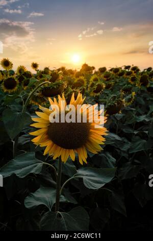 Sonnenblumen bei Sonnenuntergang in Mailand Landschaft, Italien Stockfoto
