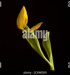 Gelbe Tulpe verblasste auf schwarzem Hintergrund Stockfoto