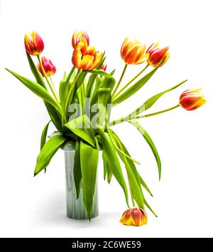 Farbenfrohe Tulpen, die wunderschön in einer modernen Vase angeordnet sind, erhellen den Raum im Frühling Stockfoto