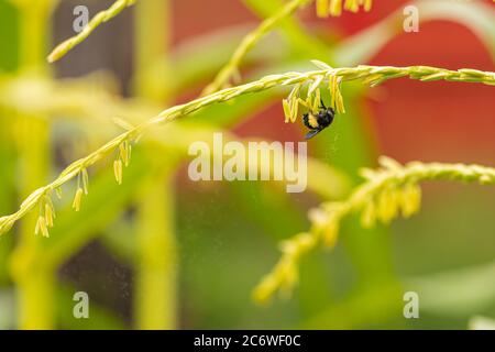 Schwarze Biene, könnte eine schwarze deutsche Honigbiene sein, die Pollen von einer Maisstiel-Quaste bekommt Stockfoto