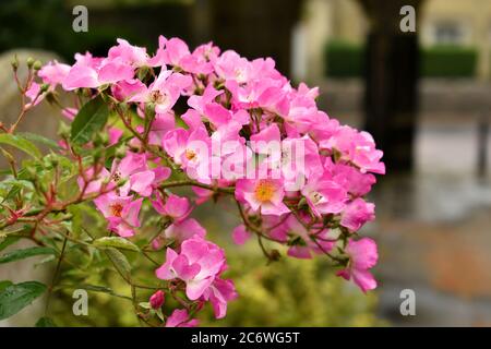 Nahaufnahme von rosa wilden Rosen im Sommer in der mediterranen Sonne Stockfoto