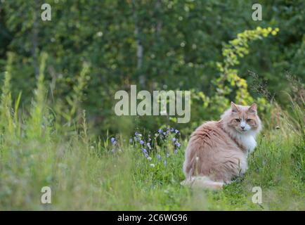 Ein norwegischer Waldkatzenmännchen, der im Abendlicht im hohen Gras sitzt Stockfoto